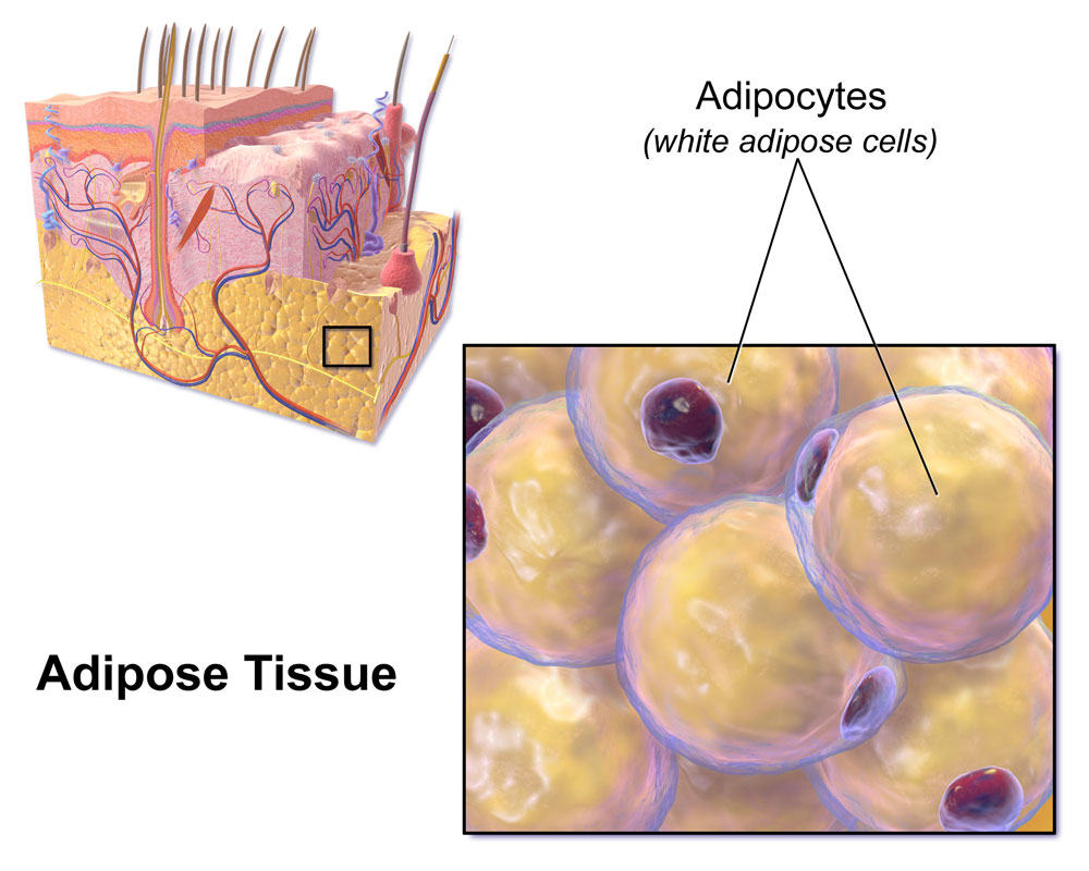 Subcutaneous Adipose tissue, courtesy of Wikipedia